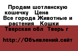 Продам шотланскую кошечку › Цена ­ 10 000 - Все города Животные и растения » Кошки   . Тверская обл.,Тверь г.